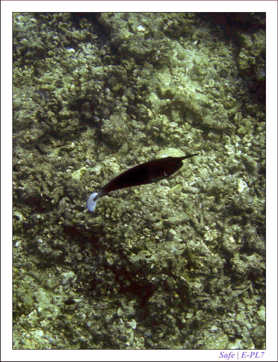 2019 - 07 - Snorkeling maldives - 11